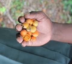 Image result for Mimusops obtusifolia