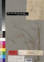 Image result for Kohautia caespitosa