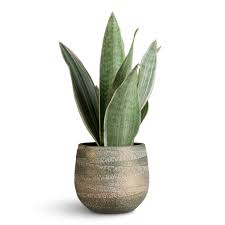 Image result for Sansevieria metallica