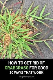 How To Get Rid Of Crabgrass For Good 10 Ways That Work Crab Grass Lawn Care Tips Grass Seed Types