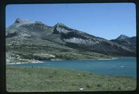 Image result for Struthiola montana