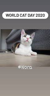 Febbraio 2021 lunedì 1 febbraio: Giornata Mondiale Del Gatto 2020 Le Foto Dei Lettori Di Varesenews Varesenews Foto
