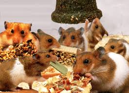 Leckereien Und Leckerlies Fur Hamster Hamsterseiten De