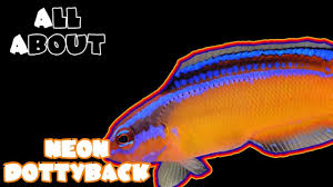 All About The Neon Dottyback