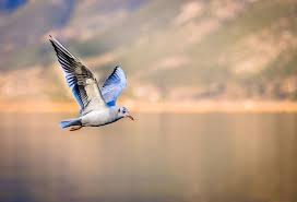 Maybe you would like to learn more about one of these? Mitos Kejatuhan Kotoran Burung Benarkah Ini Pertanda Rejeki Semua Halaman Suar