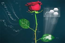 Bildergebnis fÃ¼r à®°à¯à®à®¾