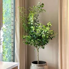 Image result for Ficus benjamina