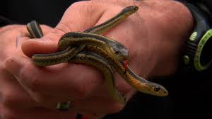We did not find results for: House Of Snakes Dream Home Turns Out To Be A Nightmare Wcco Cbs Minnesota