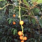 Image result for Dracaena camerooniana