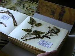 Designeuse végétale, via wecandoo, l'atelier permet de faire le plein de conseils avisés et de créer son herbier personnalisé. Herbier D Art Youtube