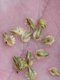 Image result for Kyllinga squamulata