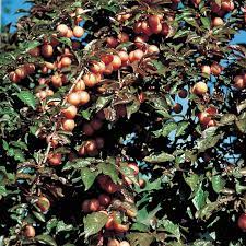 In southern locations with a long growing season. Native Plum Tree Gurney S Seed Nursery Co