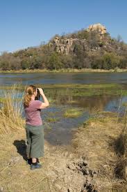 Image result for Strychnos matopensis