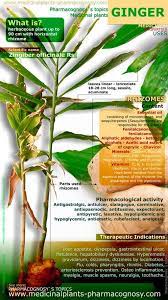 Benefits Of Ginger Roots Fitness Notes Medicinal Plants Herbs Ginger Benefits