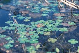 Image result for Marsileaceae