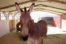 Lift your spirits with funny jokes, trending memes, entertaining gifs, inspiring stories, viral videos, and so much more. Scipio Petting Zoo A Popular Stop For Tourists In Southern Utah The Daily Universe