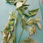 Image result for Dicliptera verticillata