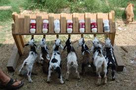 Pin By Kayla Beerkircher On For The Critters Sheep Farm Boer Goats Goat Farming