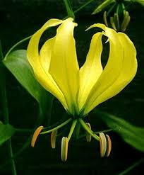 Image result for Gloriosa