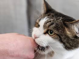 If your kitten won't stop biting, you need to set limits and learn effective methods for training, such as clicker training for kittens. Reasons Why Cats Bite And How To Stop It