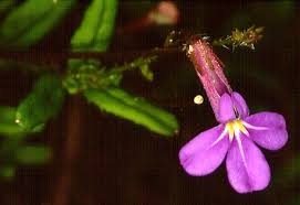 Image result for Lobelia welwitschii