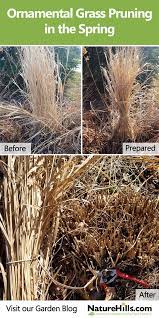 Think Of Your Ornamental Grass Plants Like You Would A Lawn In The Spring It Is Best To Remove T Ornamental Grasses Online Plant Nursery Spring Cleaning Yard