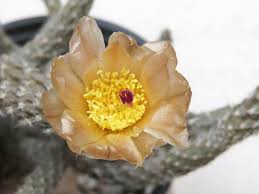The first thing you might ask yourself is what could have caused. Kathy On Twitter My Pterocactus Tuberosus Plant Has Flowered For The First Time I Must Have Had It Nearly 20 Years I Won It In A Raffle I Think It Has A