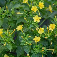 Image result for Mirabilis