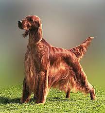 Image result for irský setr