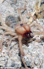 There is little doubt that these are dangerous spiders. Spider Kills Pet Dog After Paratrooper Accidentally Brings It Home From Afghanistan Daily Mail Online