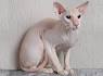 Hardly A Purr-Fect Price - 5 Most Expensive Cat Breeds In ...