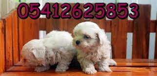 maltese terrier fiyatlari teriyer yavru kopek kopek