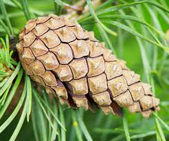 Image result for Pinus