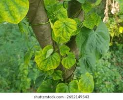 Image result for Ipomoea obscura