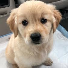 Pinterest Catherinesullivan2017 Cute Puppies Golden Retriever Dogs Golden Retriever Cute Baby Animals