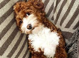 See more ideas about poodle, standard poodle, poodle dog. Dog Barking At Reflection Is The Most Adorable Thing