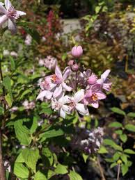 Image result for Deutzia x hybrida ′Mont Rose