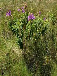 Image result for Dissotis princeps