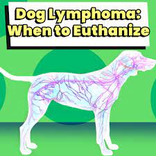 Dog Lymphoma When To Euthanize Dog Leash Pro