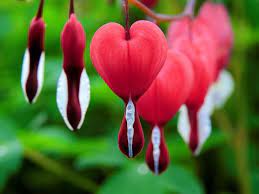 Best Flowers For A Romantic Garden Bleeding Heart Flower Bleeding Heart Plant Bleeding Heart