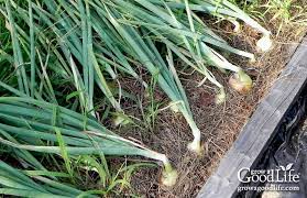 We did not find results for: Harvesting Curing And Storing Onions