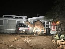 Find the camel puzzle whatsapp. 2 Camels Were Running Loose In Green Valley On Monday Local News Tucson Com