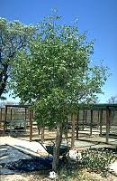 Image result for Oxygonum delagoense