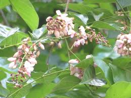 Image result for Xenostegia pinnata