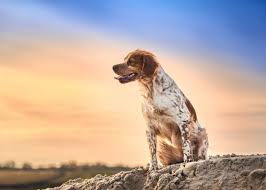 Image result for bretanský dlouhosrstý ohař