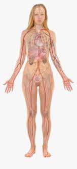 Found pages about picture of internal organs. Female With Organs Woman Internal Body Parts Hd Png Download Transparent Png Image Pngitem