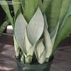 We'll also propagate the zeylanica and whale fin through the division and water method. 1
