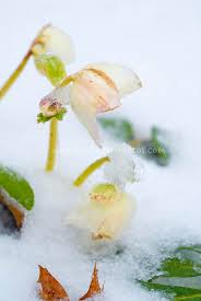 Frozen Snow Plant Flower Stock Photography Winter Garden