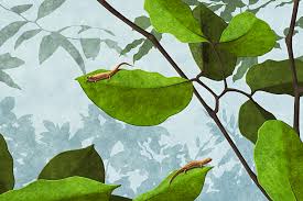 Image result for Dinebra caudata