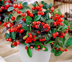 A Cold Hardy Christmas Plant Laidback Gardener
